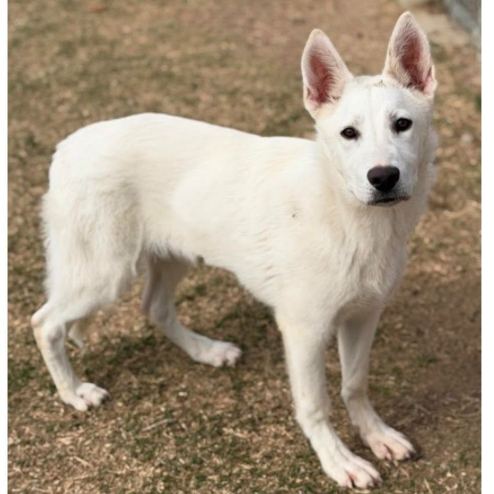 GHOST - Husky / Terrier available for adoption