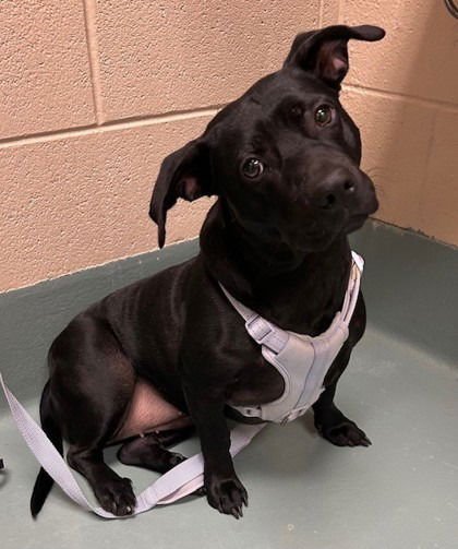 PANTERA - Labrador Retriever / Terrier available for adoption