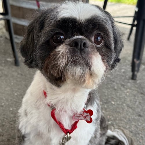 MAX - Shih Tzu available for adoption