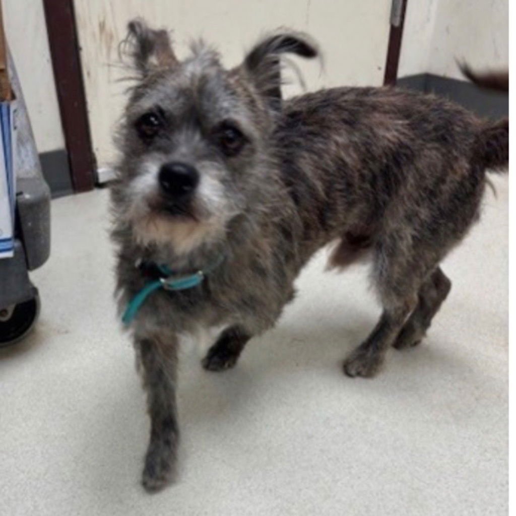 KYLO - Cairn Terrier / Terrier available for adoption