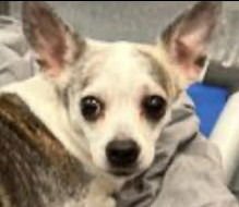 GOTITA - Chihuahua / Terrier available for adoption