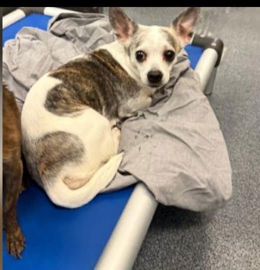 GOTITA - Chihuahua / Terrier available for adoption