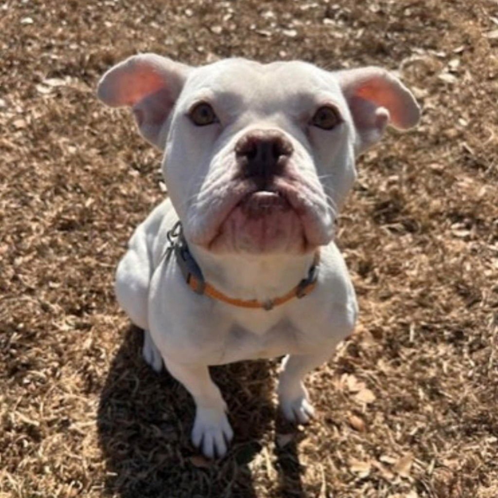 DOTTY - American Bulldog / Terrier available for adoption