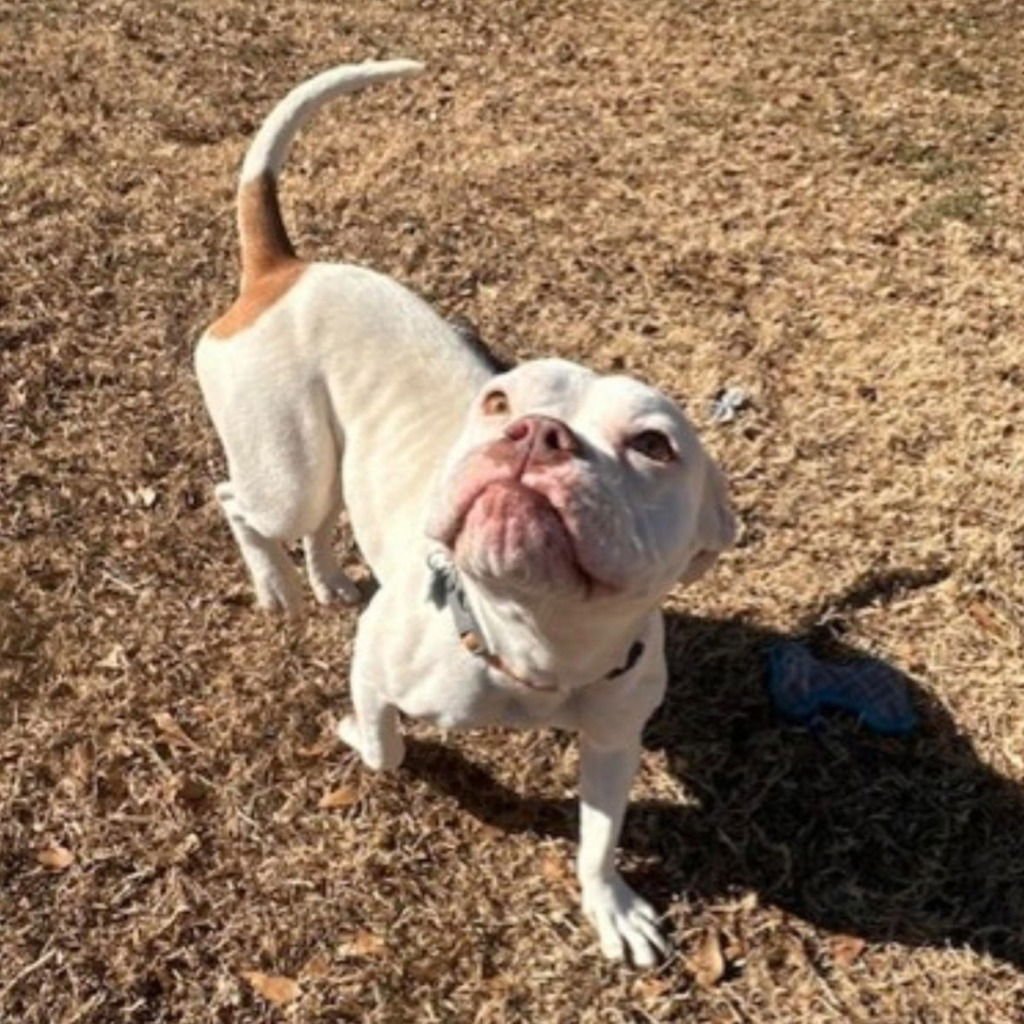 DOTTY - American Bulldog / Terrier available for adoption