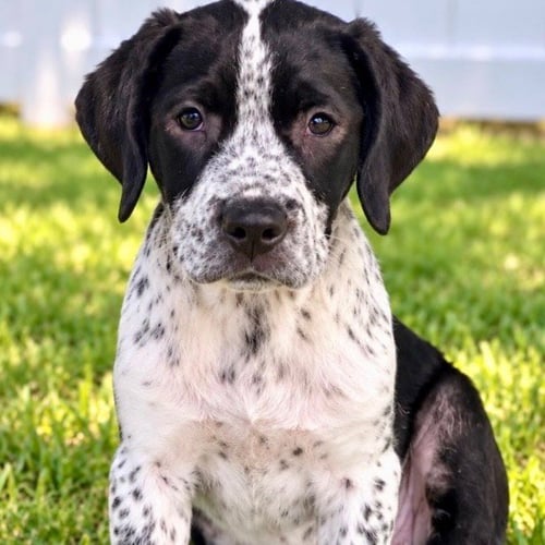 FRED - Hound / Spaniel available for adoption