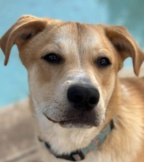 THOMAS - Labrador Retriever / Terrier available for adoption