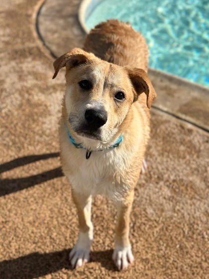 THOMAS - Labrador Retriever / Terrier available for adoption