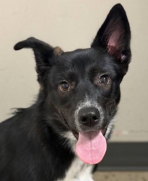 SWEET'N LOW - Border Collie / Terrier available for adoption