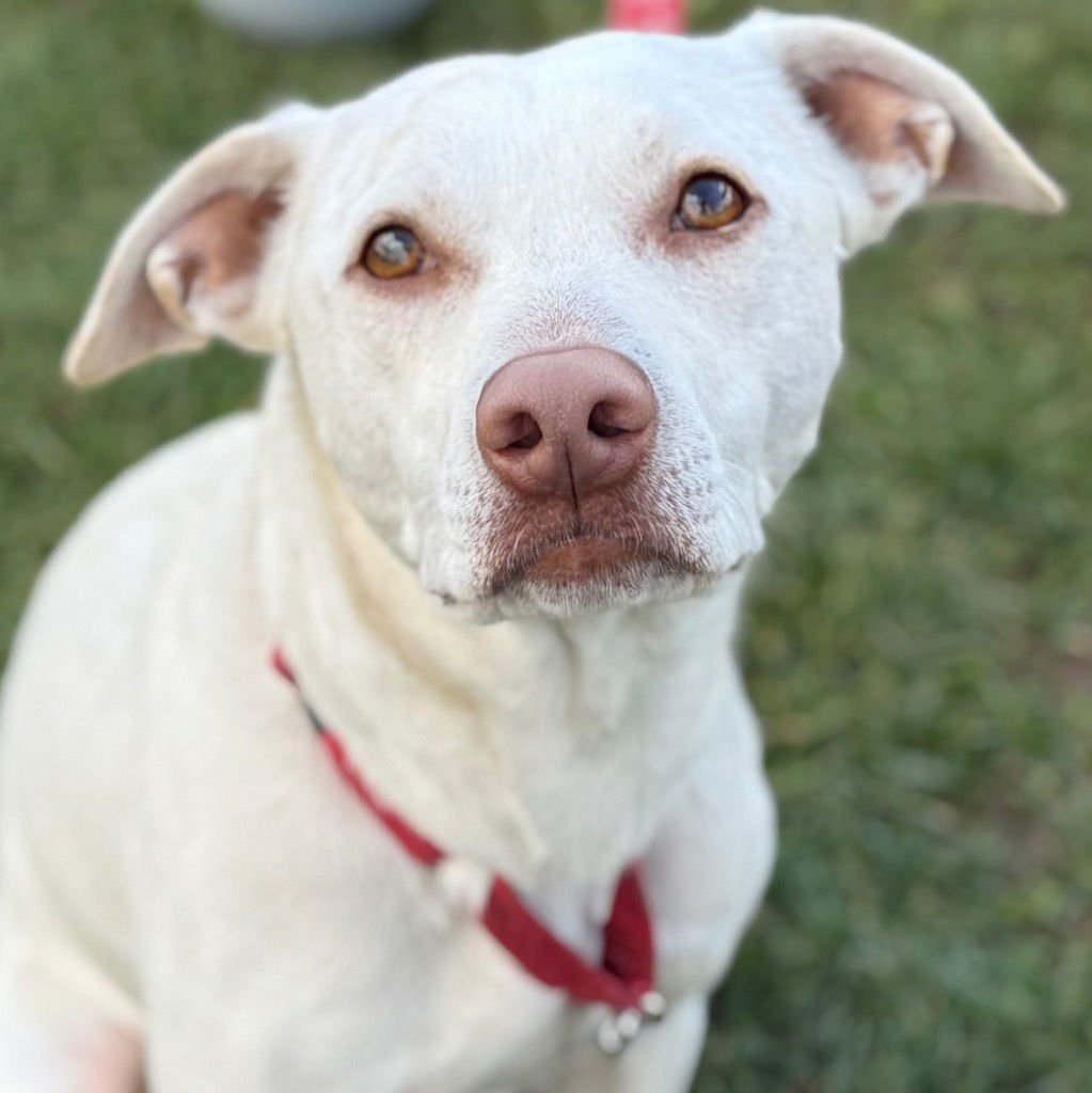 JOEY - Terrier available for adoption