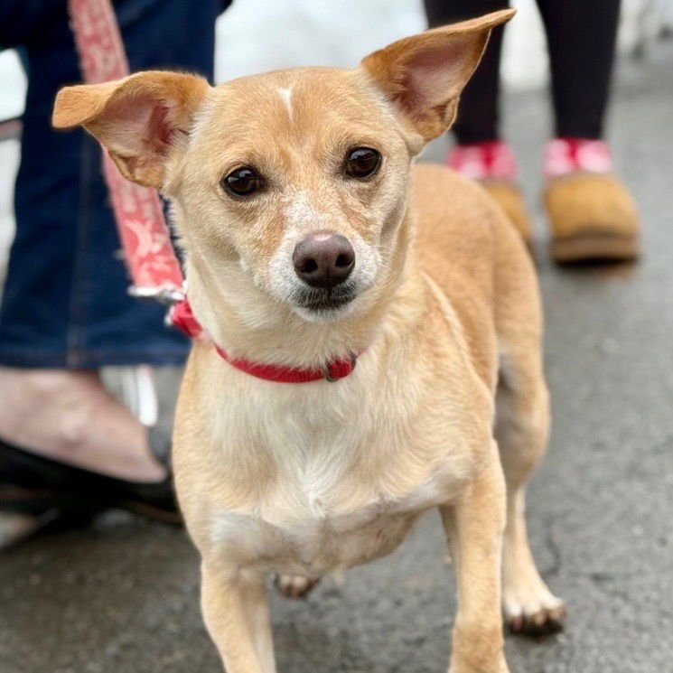 LITTLE DAISY - Chihuahua / Terrier available for adoption