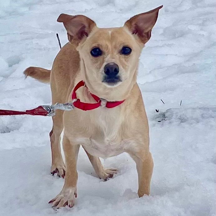 LITTLE DAISY - Chihuahua / Terrier available for adoption