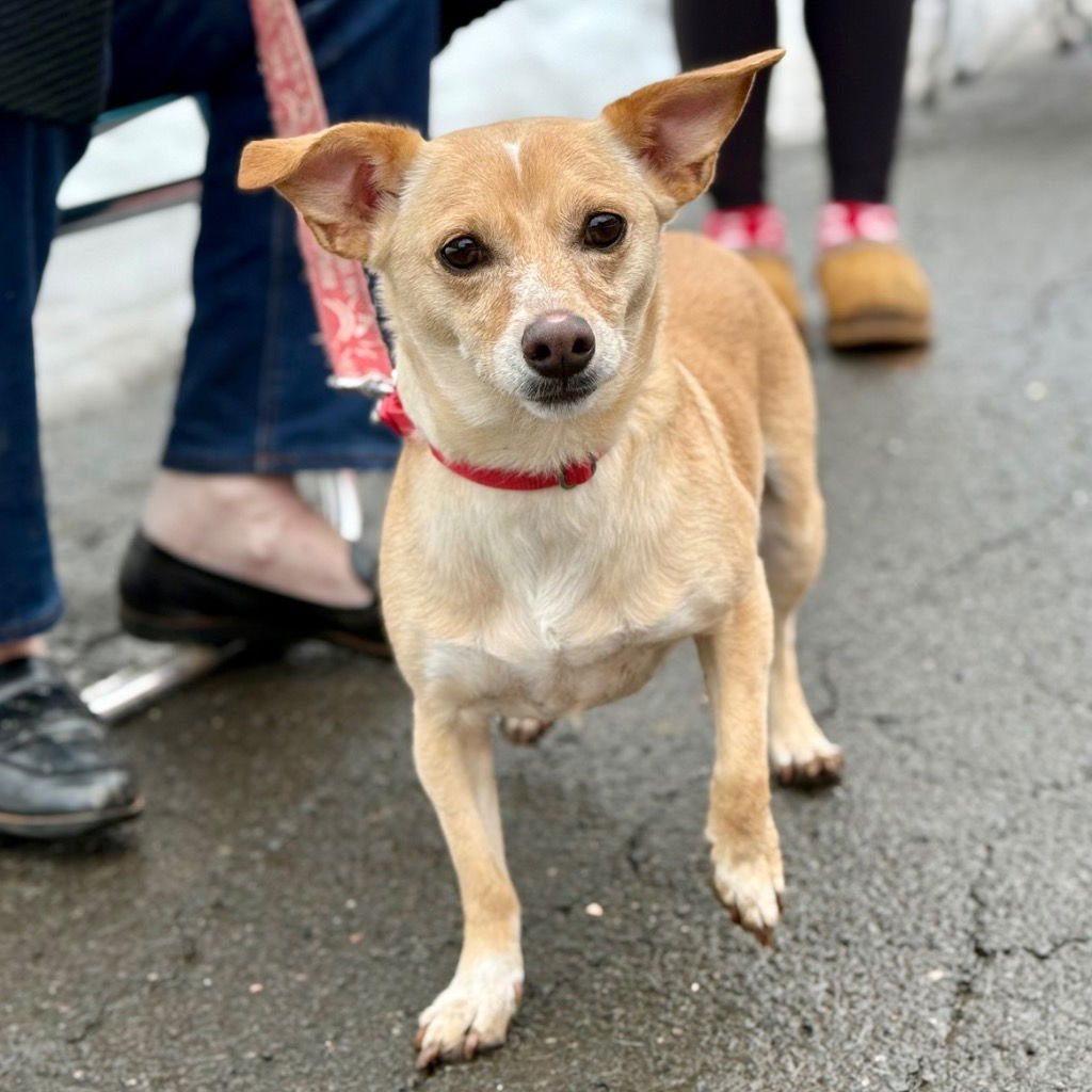 Little Daisy - Photo 3