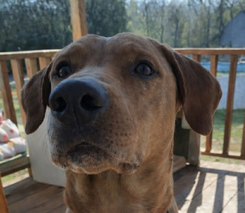 RUGER - Labrador Retriever / Terrier available for adoption
