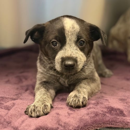 HERMIONE - Australian Cattle Dog/Blue Heeler / Terrier available for adoption
