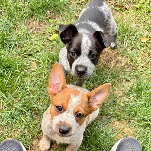 HERMIONE - Australian Cattle Dog/Blue Heeler / Terrier available for adoption