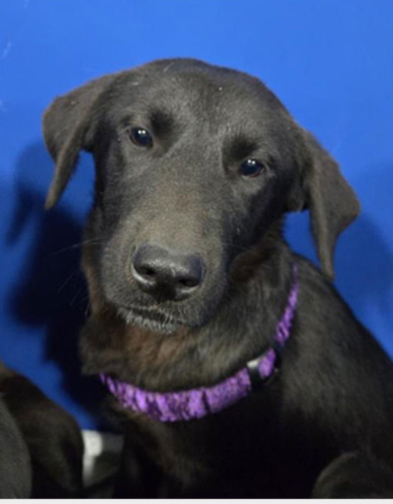 MAHALIA - Labrador Retriever / Terrier available for adoption