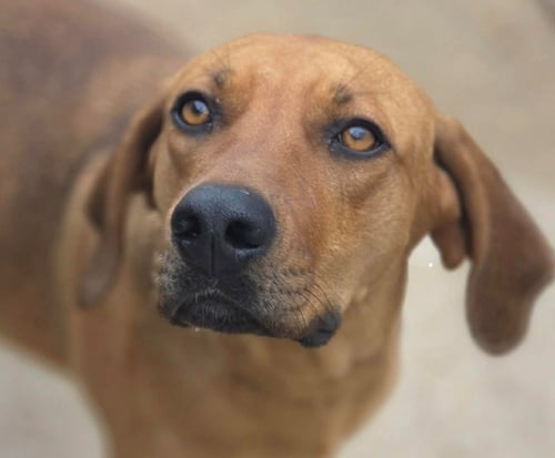 CINNAMON - Coonhound / Terrier available for adoption