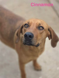 Cinnamon - Photo 3