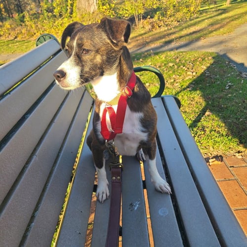 BETHANY - Terrier / Terrier available for adoption