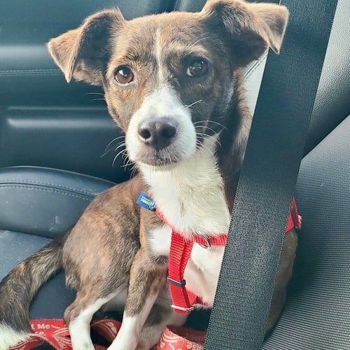 BETHANY - Terrier / Terrier available for adoption