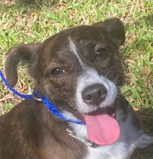 BETHANY - Terrier / Terrier available for adoption