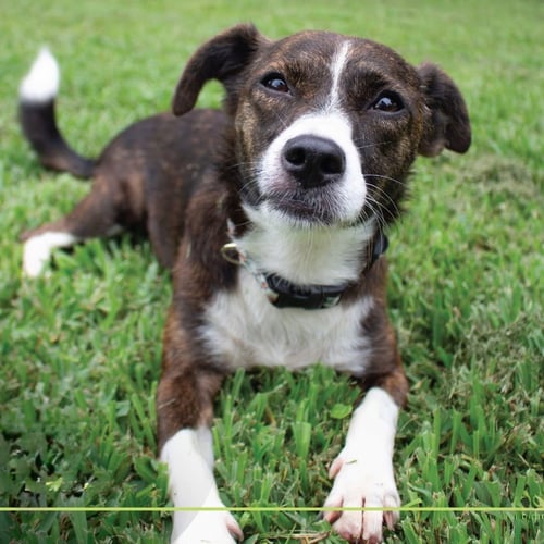BETHANY - Terrier / Terrier available for adoption