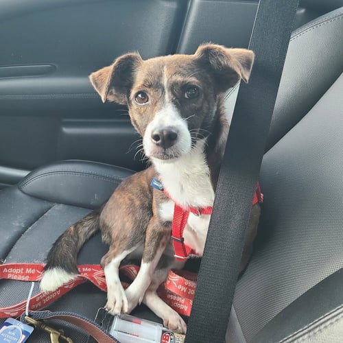 BETHANY - Terrier / Terrier available for adoption