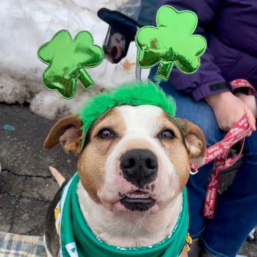 LILLY - Boxer / Terrier available for adoption