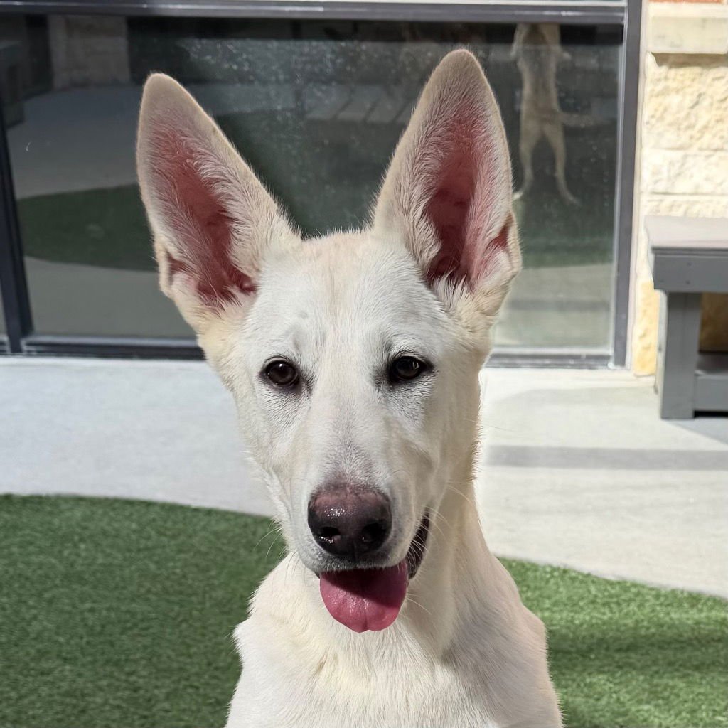 TULIP - Shepherd / Terrier available for adoption