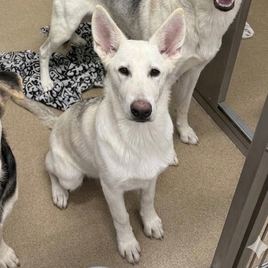 TULIP - Shepherd / Terrier available for adoption