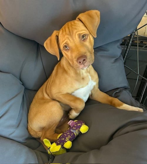 RAY ALLEN - Hound / Terrier available for adoption
