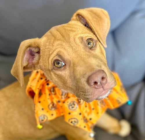 RAY ALLEN - Hound / Terrier available for adoption