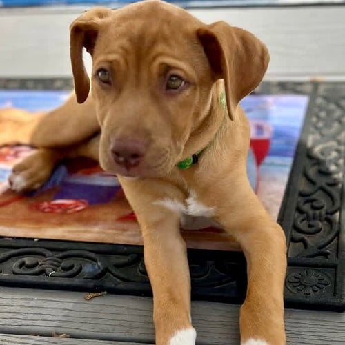 RAY ALLEN - Hound / Terrier available for adoption