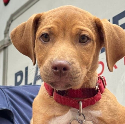 RAY ALLEN - Hound / Terrier available for adoption
