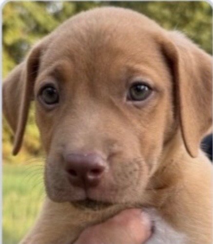RAY ALLEN - Hound / Terrier available for adoption