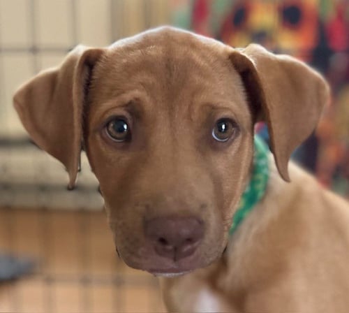 RAY ALLEN - Hound / Terrier available for adoption
