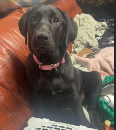 MALLIE - Labrador Retriever / Terrier available for adoption