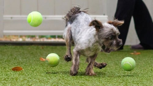 JUNIOR - Cairn Terrier / Terrier available for adoption