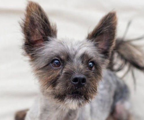 JUNIOR - Cairn Terrier / Terrier available for adoption