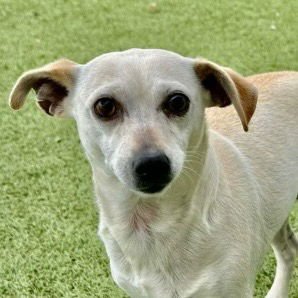 FIREFLY - Chihuahua / Terrier available for adoption