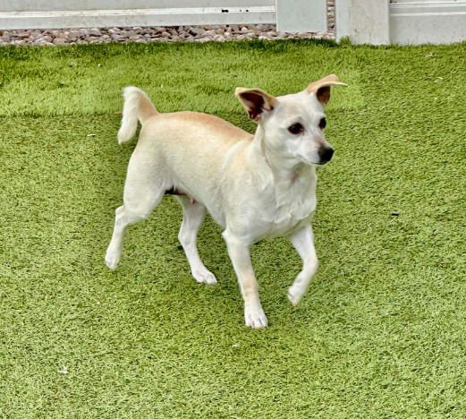 FIREFLY - Chihuahua / Terrier available for adoption