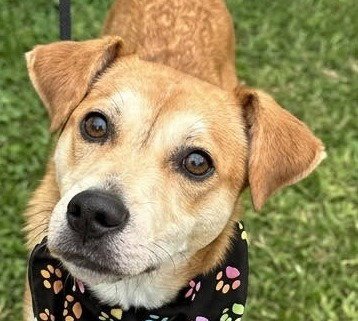 FRANKIE - Terrier / Terrier available for adoption