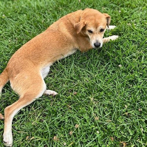 FRANKIE - Terrier / Terrier available for adoption