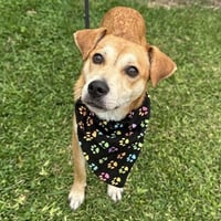 Frankie - Photo 3