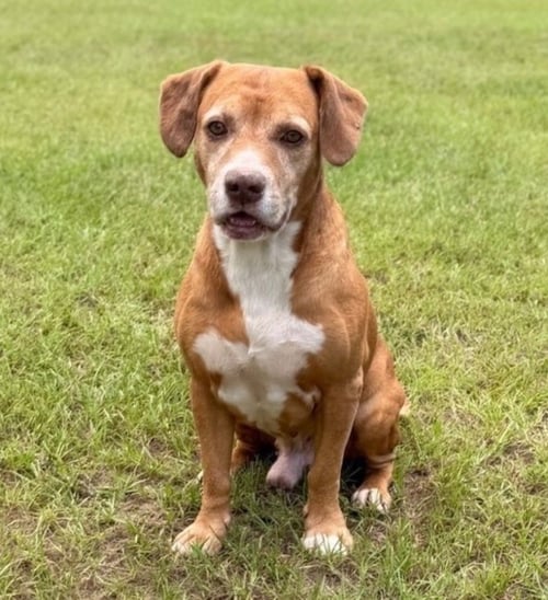 BERNIE - Labrador Retriever / Beagle available for adoption