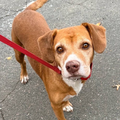 BERNIE - Labrador Retriever / Beagle available for adoption