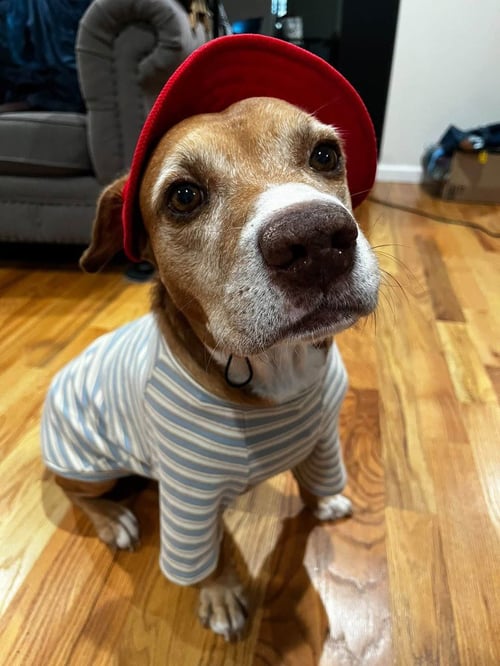 BERNIE - Labrador Retriever / Beagle available for adoption
