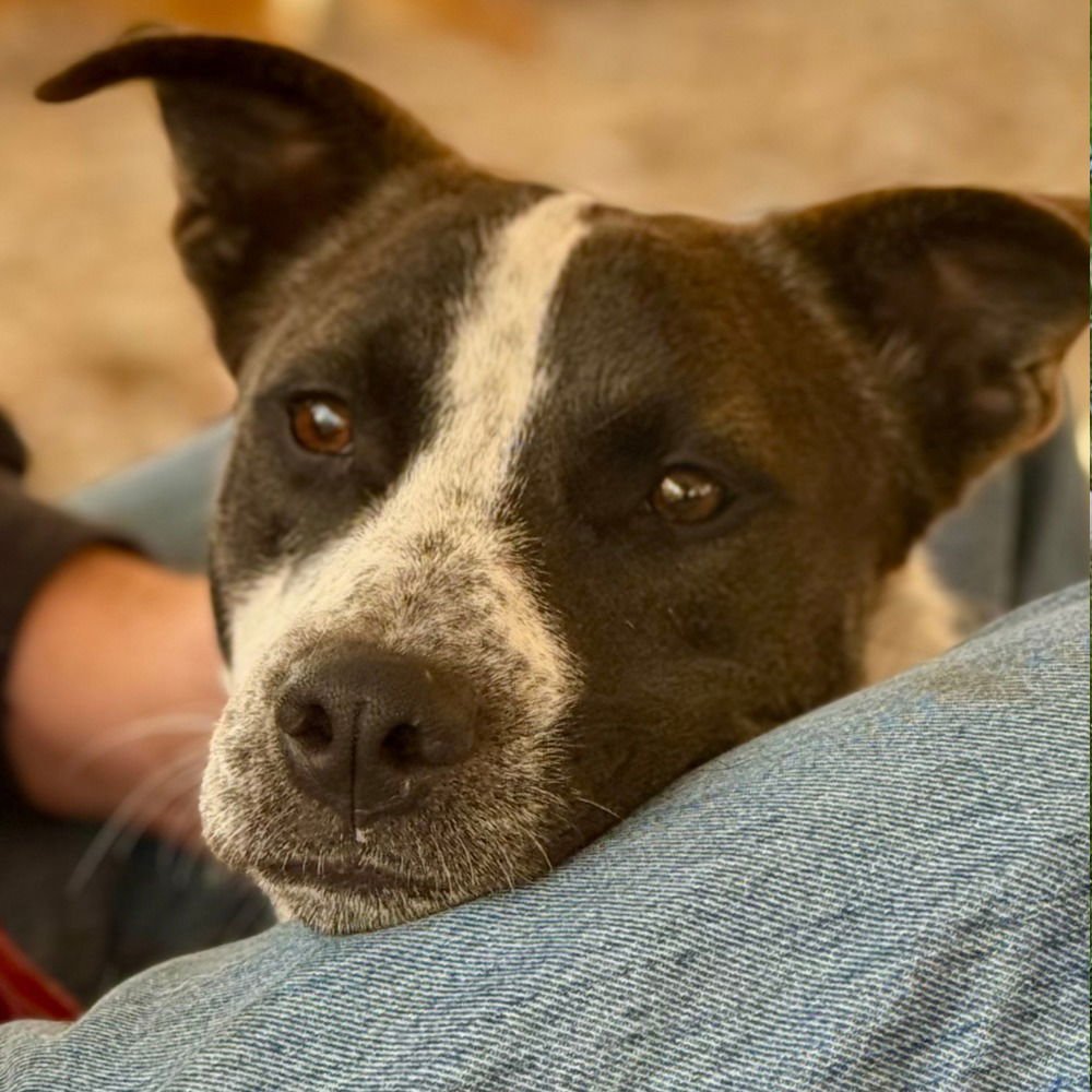 KAYLA - Pointer / Terrier available for adoption