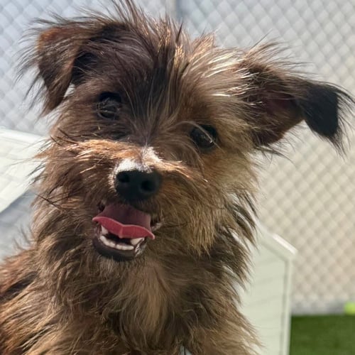 VALENTINA - Cairn Terrier / Terrier available for adoption