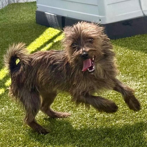 VALENTINA - Cairn Terrier / Terrier available for adoption